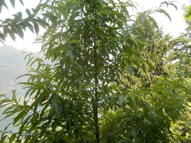 DSCN9952 (FILEminimizer)