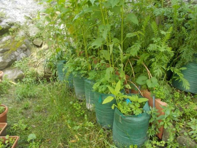 DSCN9973 (FILEminimizer)