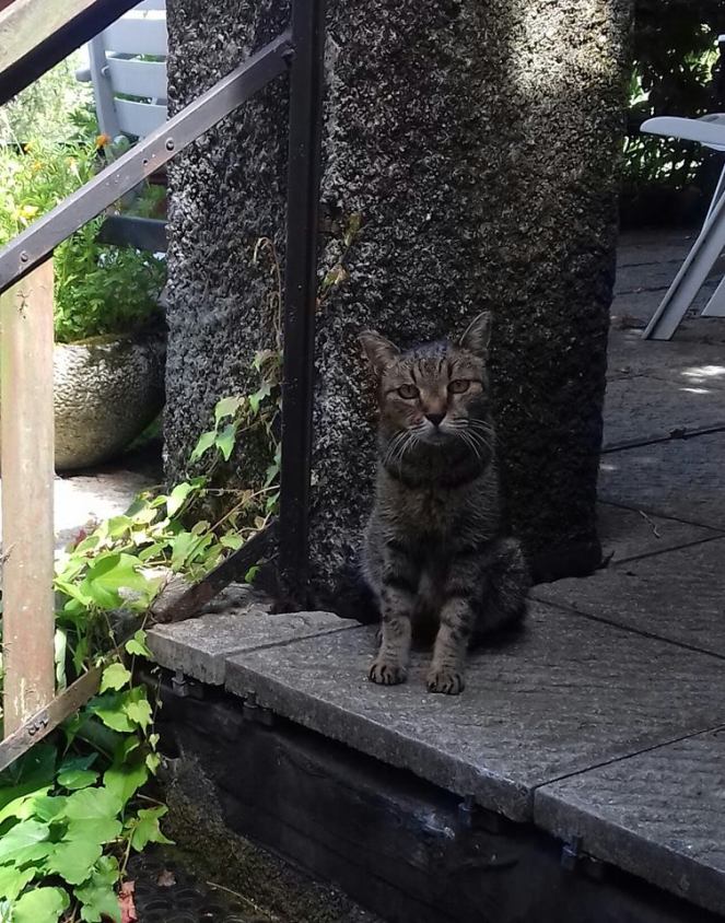 37220778_10217490807130730_2809814278452805632_n