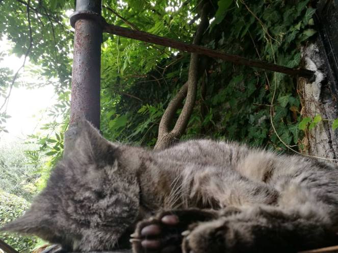 39959768_275461403273664_2926377839735341056_n