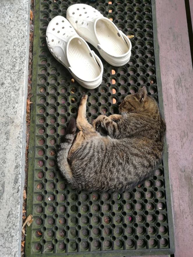 39995175_285117975425777_1718141962424418304_n