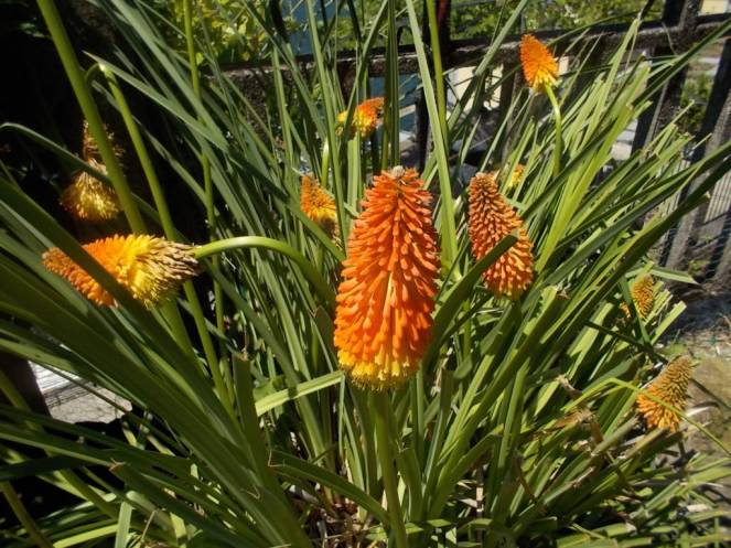 DSCN0447 (FILEminimizer)