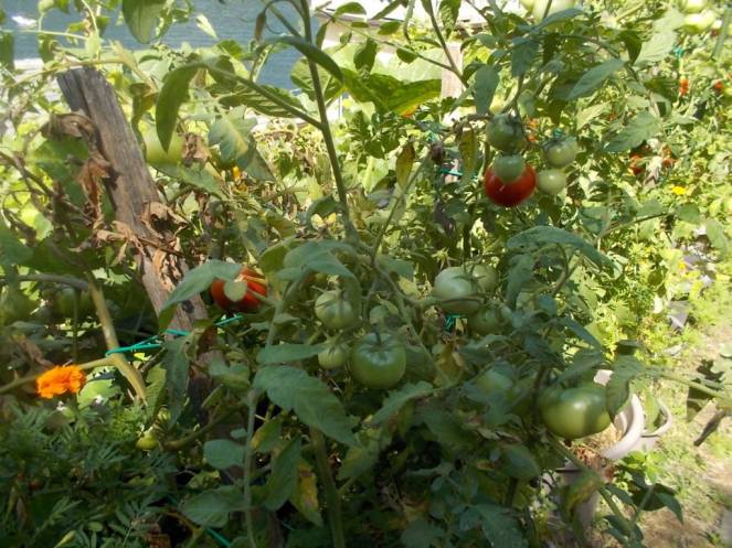 DSCN0556 (FILEminimizer)