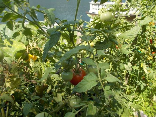 DSCN0557 (FILEminimizer)