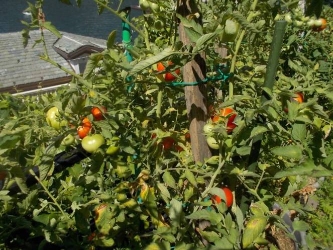 DSCN0559 (FILEminimizer)