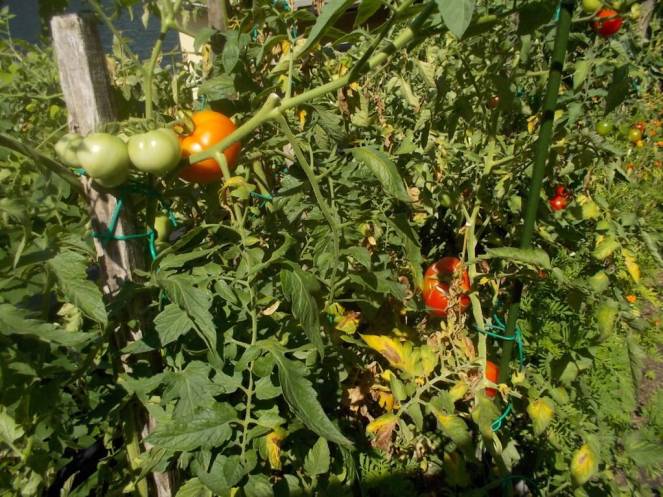 DSCN0561 (FILEminimizer)