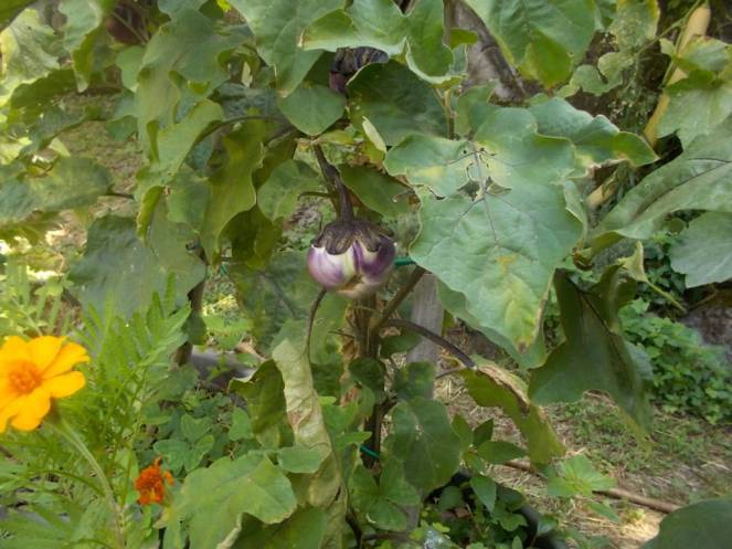 DSCN0566 (FILEminimizer)