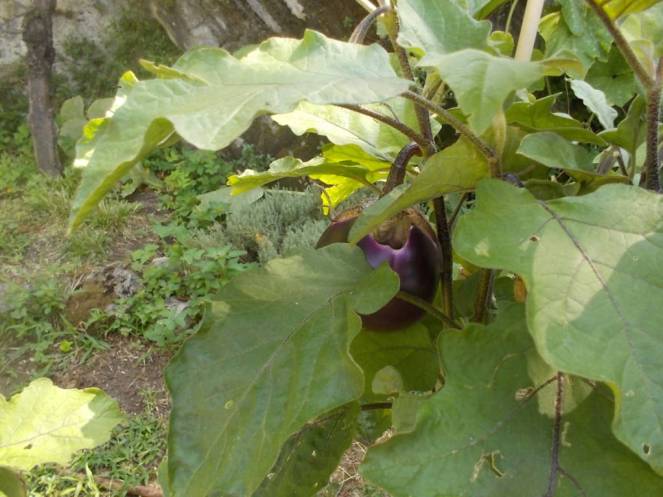 DSCN0567 (FILEminimizer)