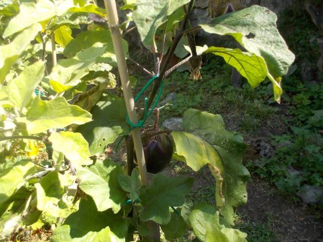 DSCN0568 (FILEminimizer)