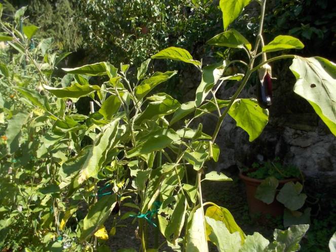 DSCN0570 (FILEminimizer)