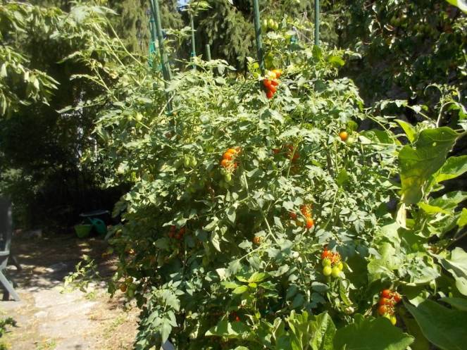 DSCN0572 (FILEminimizer)