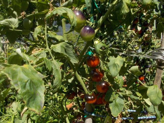 DSCN0575 (FILEminimizer)