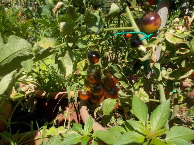 DSCN0576 (FILEminimizer)