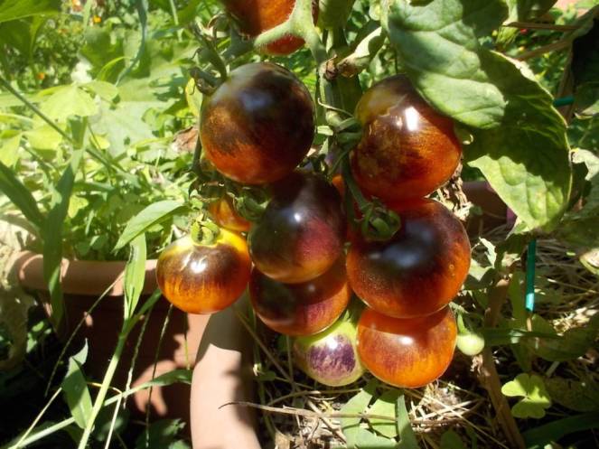 DSCN0577 (FILEminimizer)