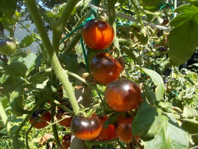 DSCN0578 (FILEminimizer)