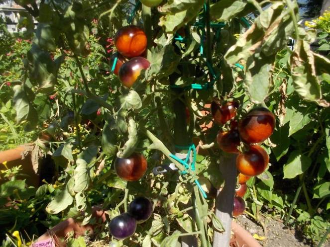 DSCN0579 (FILEminimizer)