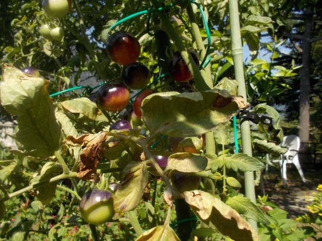 DSCN0580 (FILEminimizer)