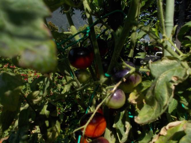 DSCN0581 (FILEminimizer)