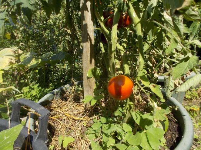 DSCN0584 (FILEminimizer)