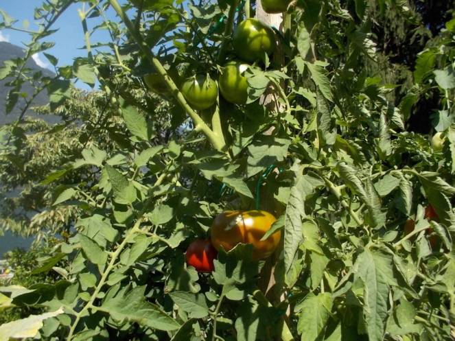 DSCN0585 (FILEminimizer)