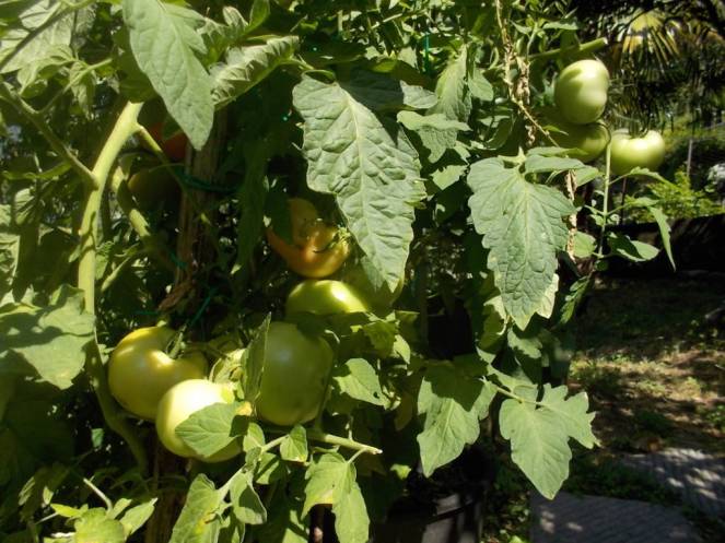 DSCN0586 (FILEminimizer)