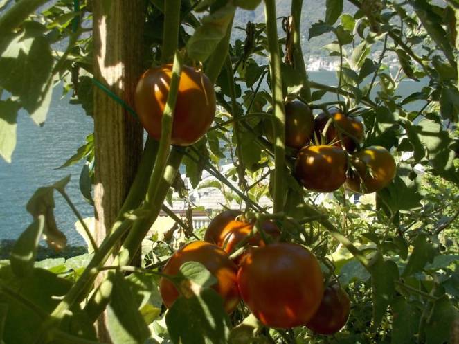 DSCN0587 (FILEminimizer)