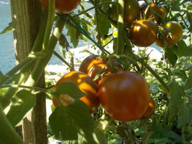 DSCN0588 (FILEminimizer)