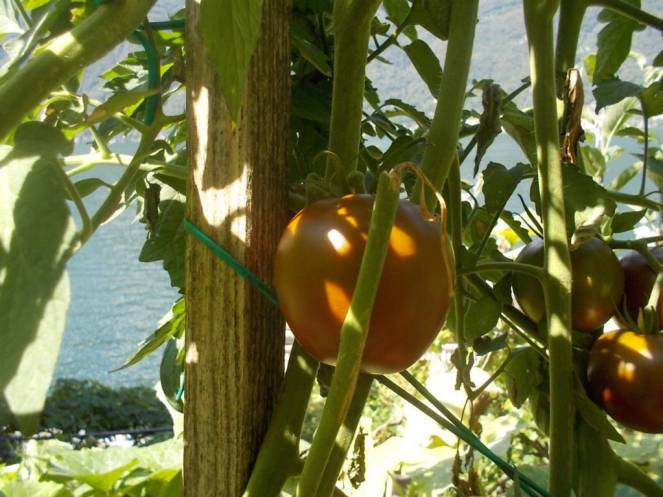 DSCN0590 (FILEminimizer)