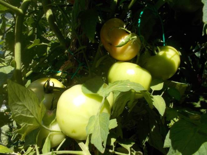 DSCN0591 (FILEminimizer)