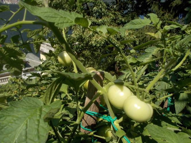 DSCN0593 (FILEminimizer)