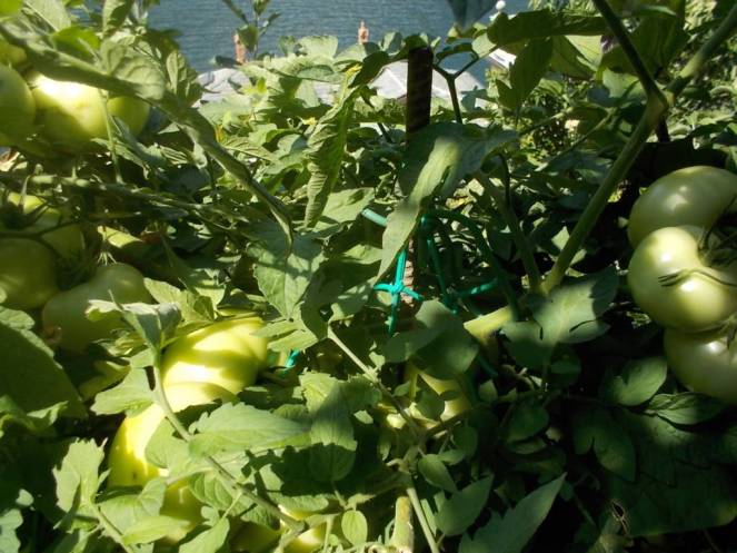 DSCN0594 (FILEminimizer)