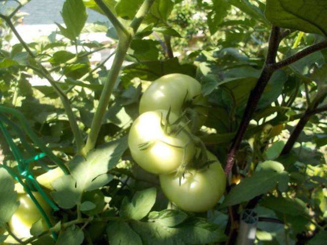 DSCN0595 (FILEminimizer)