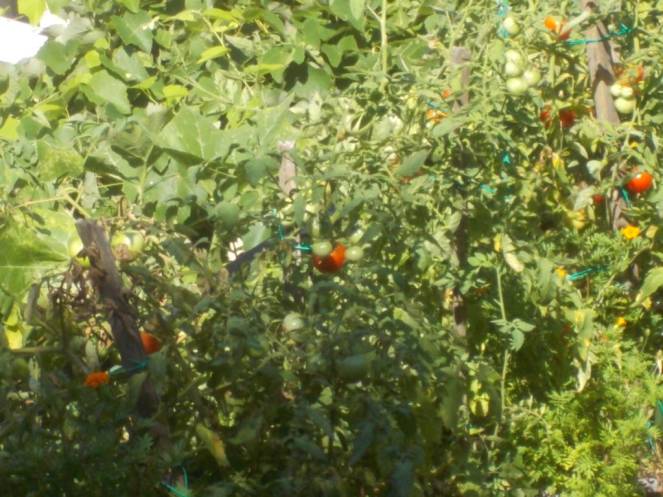 DSCN0599 (FILEminimizer)