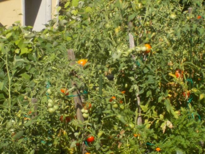 DSCN0600 (FILEminimizer)