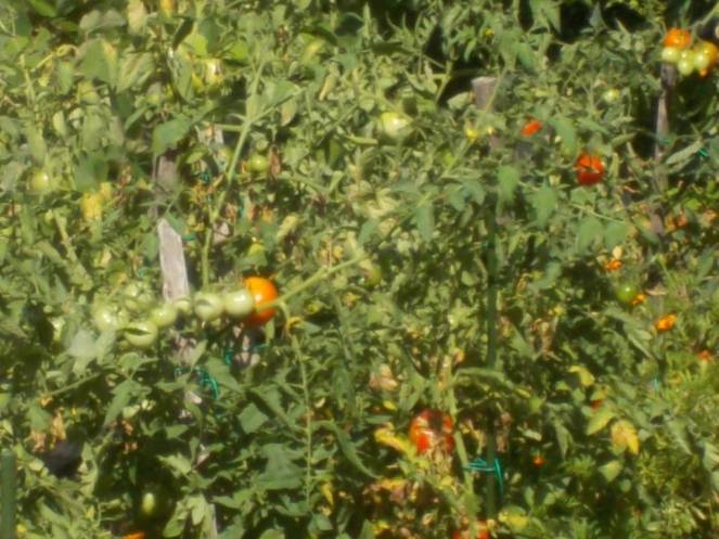 DSCN0601 (FILEminimizer)