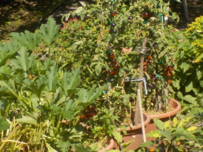 DSCN0603 (FILEminimizer)