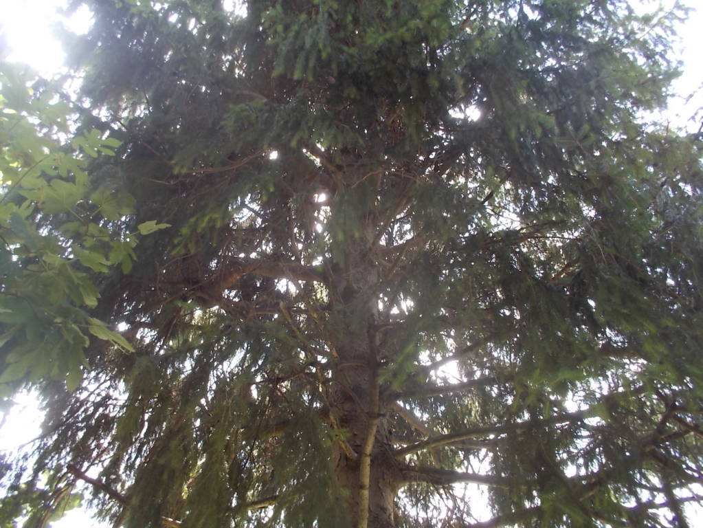 DSCN0607 (FILEminimizer)