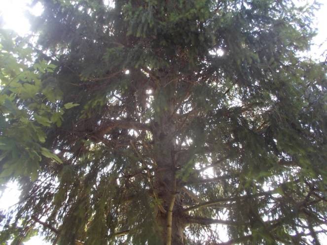 DSCN0607 (FILEminimizer)