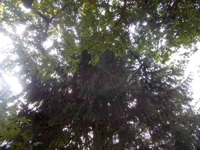 DSCN0608 (FILEminimizer)