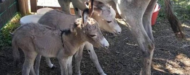 parto-rarissimo-in-fattoria-mamma-asina-ha-due-gemelli_bbf969a0-8f71-11e8-9f6f-5612f0914c78_998_397_big_story_detail