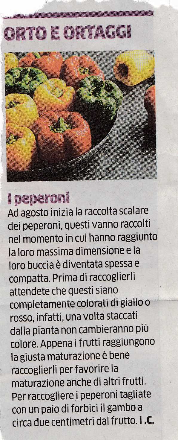 PEPERONI3307