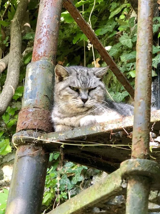 42059281_255945348586121_5536822351942909952_n