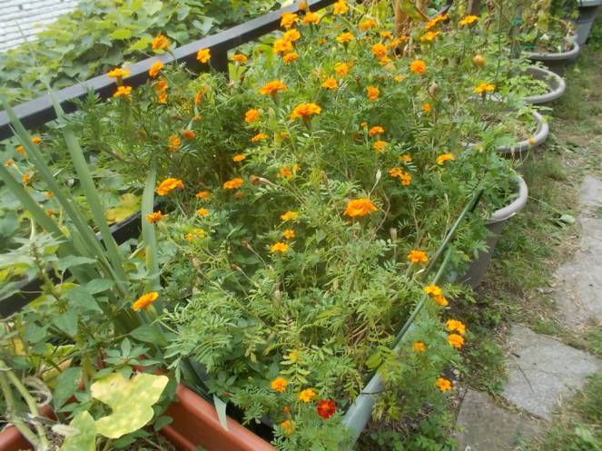 DSCN0878 (FILEminimizer)