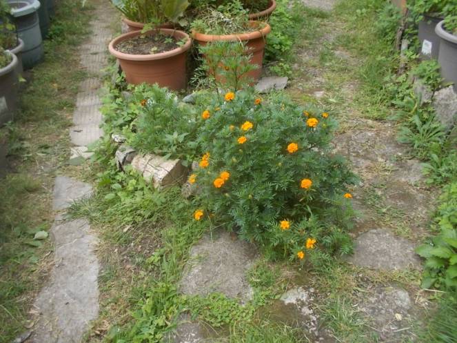 DSCN0879 (FILEminimizer)