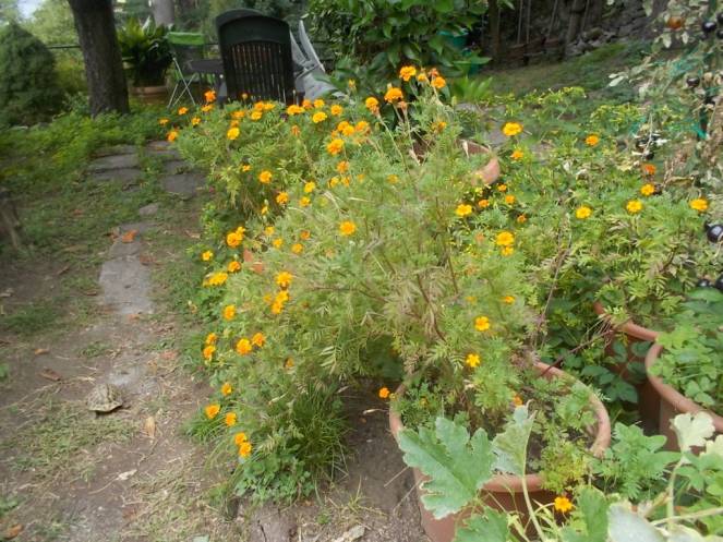 DSCN0882 (FILEminimizer)