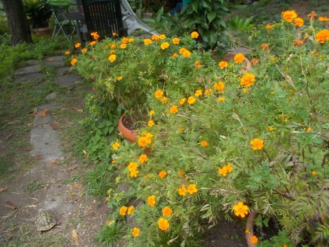 DSCN0883 (FILEminimizer)