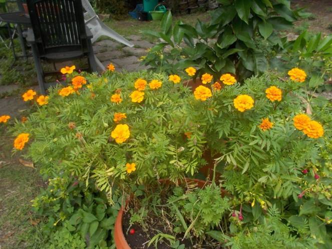 DSCN0884 (FILEminimizer)