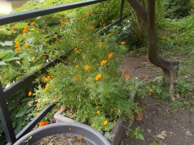 DSCN0885 (FILEminimizer)