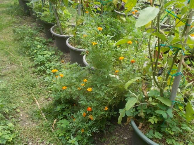 DSCN0886 (FILEminimizer)