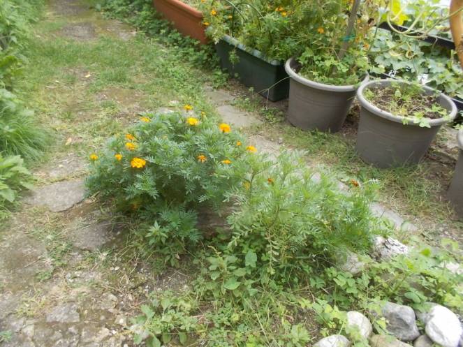 DSCN0888 (FILEminimizer)